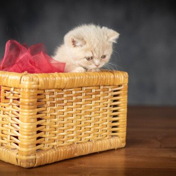 chaton British Shorthair cream WINNY Chatterie Le Domaine de Phyr chaton British Shorthair cream WINNY Chatterie Le Domaine de Phyr