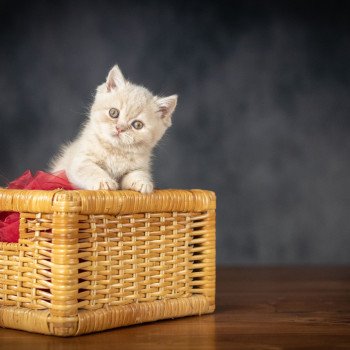 chaton British Shorthair cream WINNY Chatterie Le Domaine de Phyr chaton British Shorthair cream WINNY Chatterie Le Domaine de Phyr