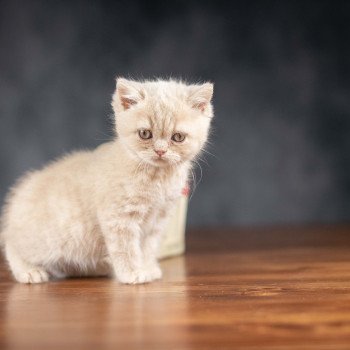 chaton British Shorthair cream WINNY Chatterie Le Domaine de Phyr chaton British Shorthair cream WINNY Chatterie Le Domaine de Phyr