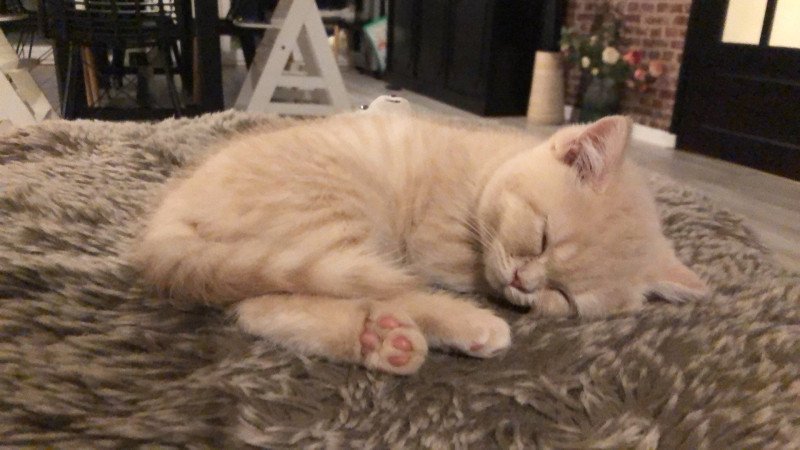WINNY Du Domaine de Phyr Mâle British Shorthair WINNY Du Domaine de Phyr Mâle British Shorthair