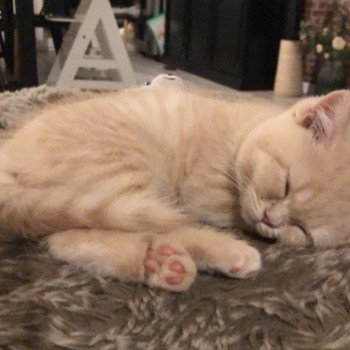 chaton British Shorthair cream WINNY Chatterie Le Domaine de Phyr chaton British Shorthair cream WINNY Chatterie Le Domaine de Phyr