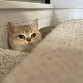 chat British Shorthair brown shaded Yu Bao Chatterie Le Domaine de Phyr chat British Shorthair brown shaded Yu Bao Chatterie Le Domaine de Phyr