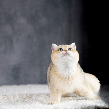 chat British Shorthair brown shaded Yu Bao Chatterie Le Domaine de Phyr chat British Shorthair brown shaded Yu Bao Chatterie Le Domaine de Phyr