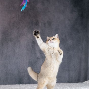 chat British Shorthair brown shaded Yu Bao Chatterie Le Domaine de Phyr chat British Shorthair brown shaded Yu Bao Chatterie Le Domaine de Phyr