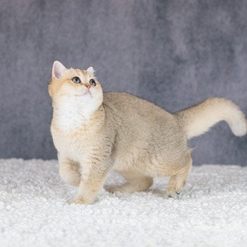 chat British Shorthair brown shaded Yu Bao Chatterie Le Domaine de Phyr chat British Shorthair brown shaded Yu Bao Chatterie Le Domaine de Phyr