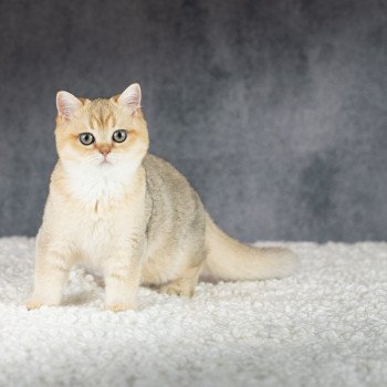 chat British Shorthair brown shaded Yu Bao Chatterie Le Domaine de Phyr chat British Shorthair brown shaded Yu Bao Chatterie Le Domaine de Phyr