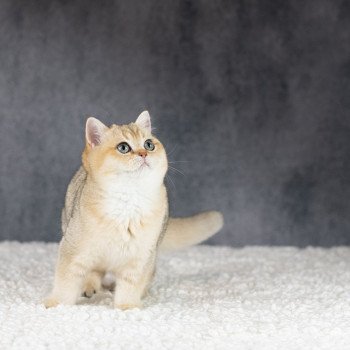 chat British Shorthair brown shaded Yu Bao Chatterie Le Domaine de Phyr chat British Shorthair brown shaded Yu Bao Chatterie Le Domaine de Phyr