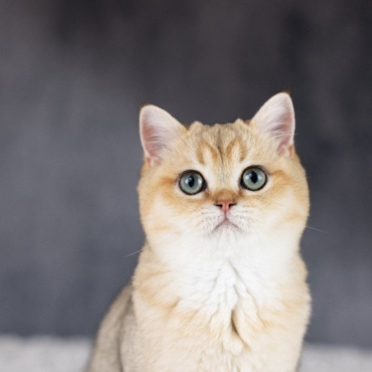 Yu Bao Mâle British Shorthair