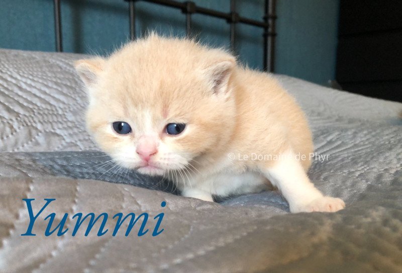 Yummi du Domaine de Phyr Du Domaine de Phyr Mâle British Shorthair