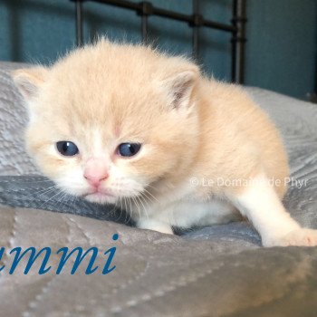 chaton British Shorthair cream Yummi du Domaine de Phyr Chatterie Le Domaine de Phyr chaton British Shorthair cream Yummi du Domaine de Phyr Chatterie Le Domaine de Phyr