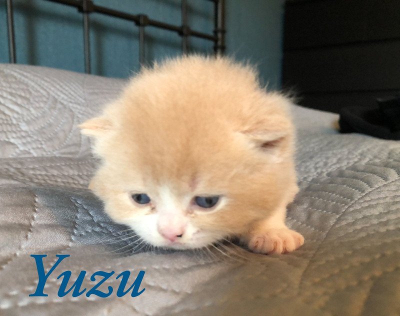 Yuzu du Domaine de Phyr Du Domaine de Phyr Mâle British Shorthair