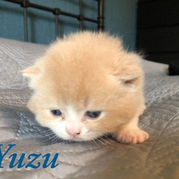 chaton British Shorthair cream Yuzu du Domaine de Phyr Chatterie Le Domaine de Phyr chaton British Shorthair cream Yuzu du Domaine de Phyr Chatterie Le Domaine de Phyr