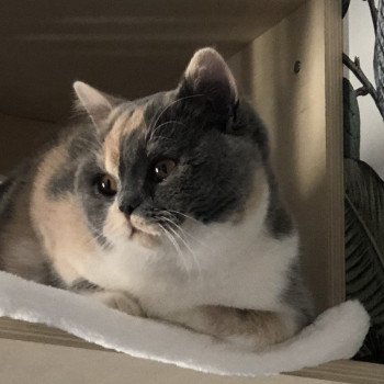 chat British Shorthair blue tortie bicolor Zazzy Chatterie Le Domaine de Phyr chat British Shorthair blue tortie bicolor Zazzy Chatterie Le Domaine de Phyr