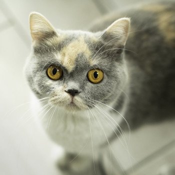 chat British Shorthair blue tortie bicolor Zazzy Chatterie Le Domaine de Phyr chat British Shorthair blue tortie bicolor Zazzy Chatterie Le Domaine de Phyr