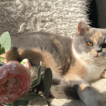 chat British Shorthair blue tortie bicolor Zazzy Chatterie Le Domaine de Phyr chat British Shorthair blue tortie bicolor Zazzy Chatterie Le Domaine de Phyr