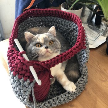 chat British Shorthair blue tortie bicolor Zazzy Chatterie Le Domaine de Phyr chat British Shorthair blue tortie bicolor Zazzy Chatterie Le Domaine de Phyr