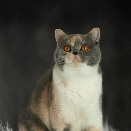 Zazzy Femelle British Shorthair