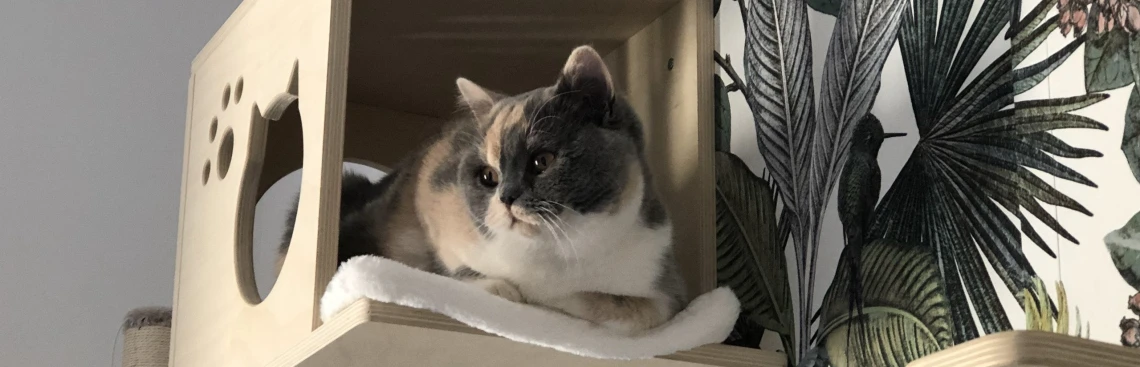 Chatterie Le Domaine de Phyr